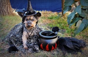 DOG-O-WEEN