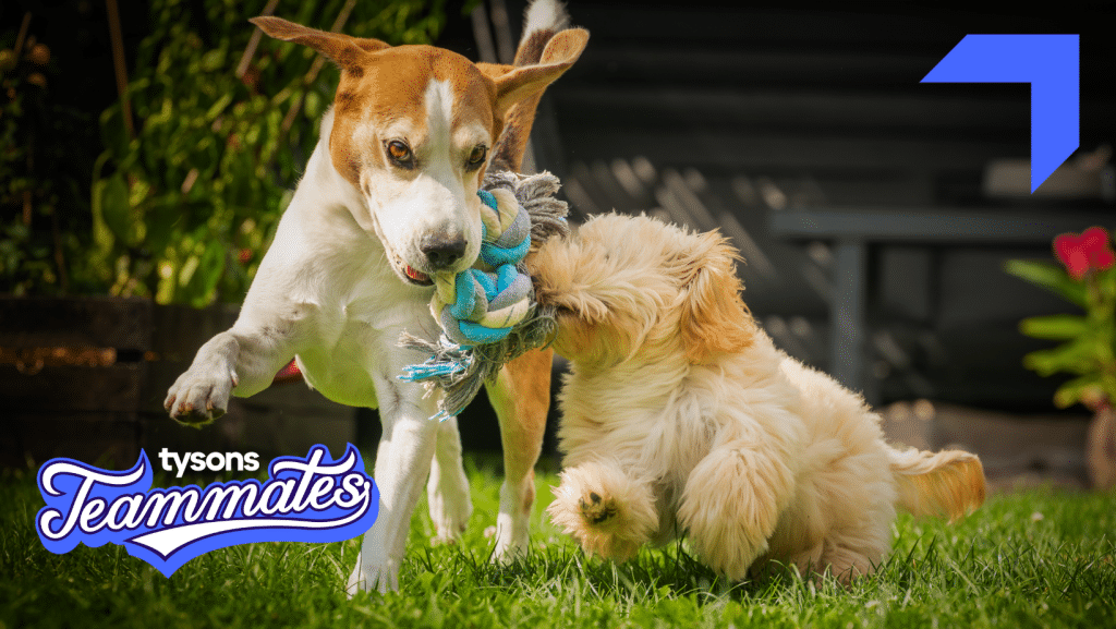 Tysons Teammates: Fairfax County Animal Shelter Springtime Beautification