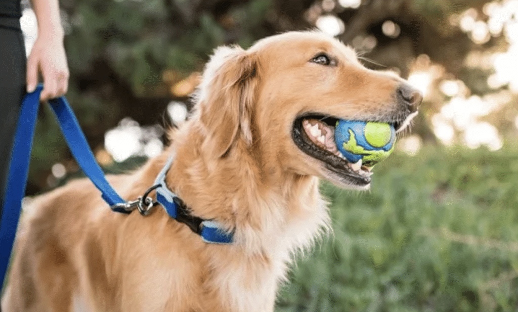 DC News Now: Spring fun for dogs, owners at Bark in Boro Park in Tysons