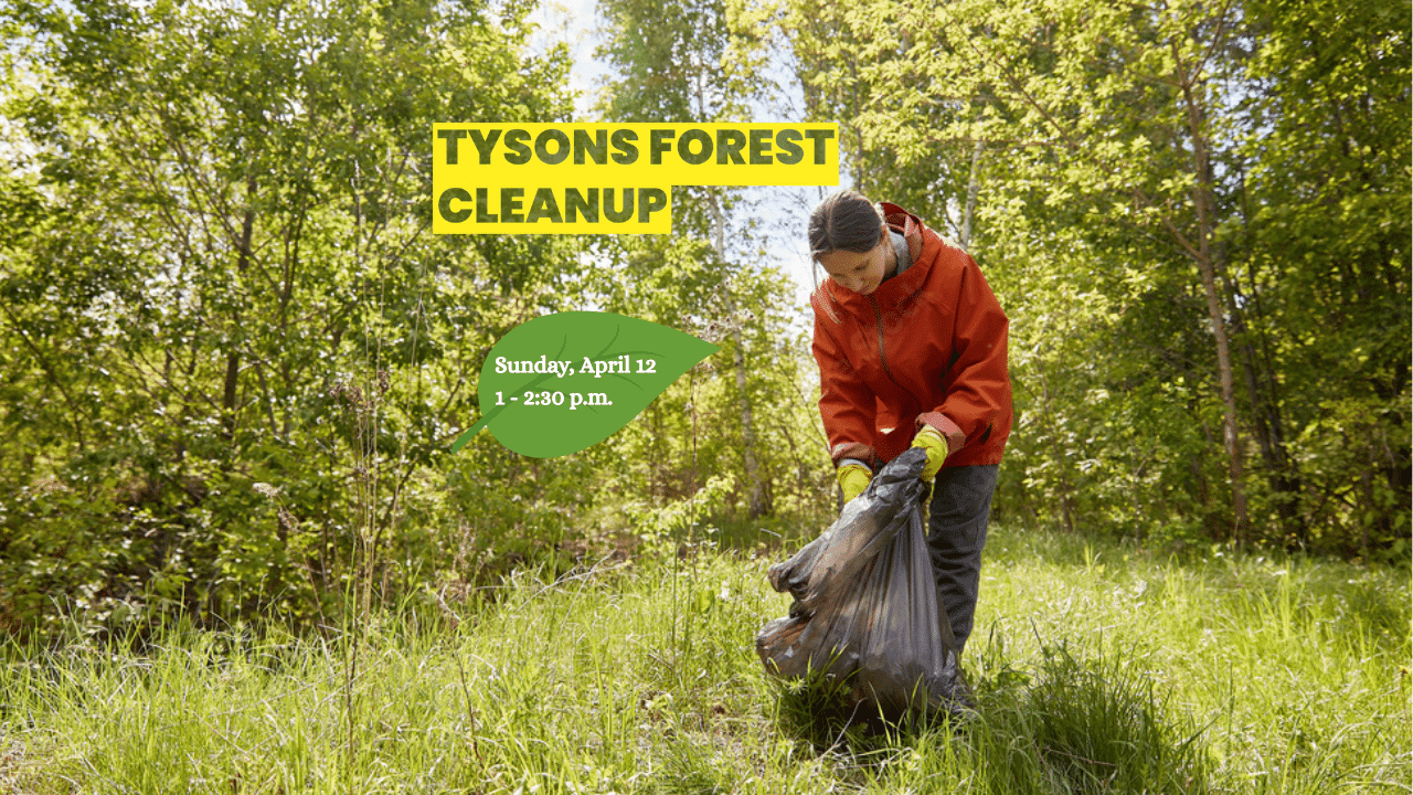 Tysons Forest Cleanup