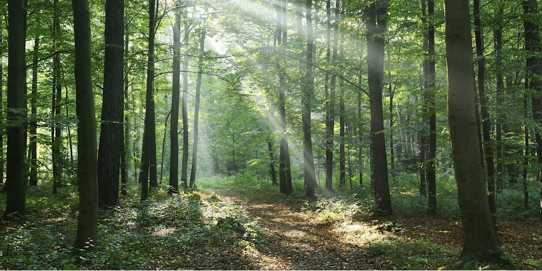 Forest Bathing