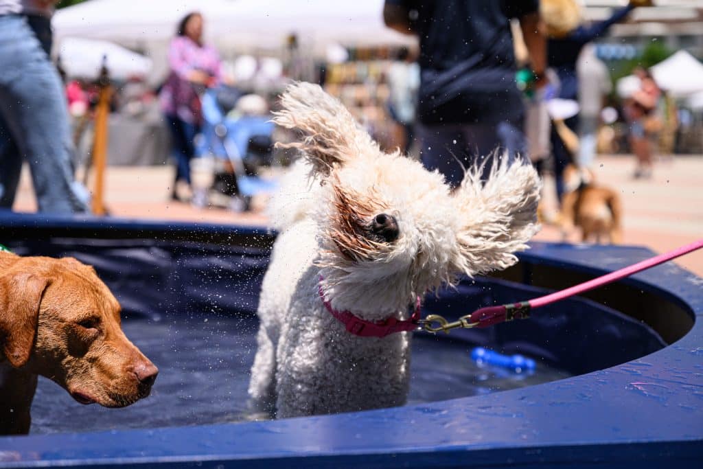 DC News Now: Paws on the Plaza returns to Tysons Corner Center this Saturday