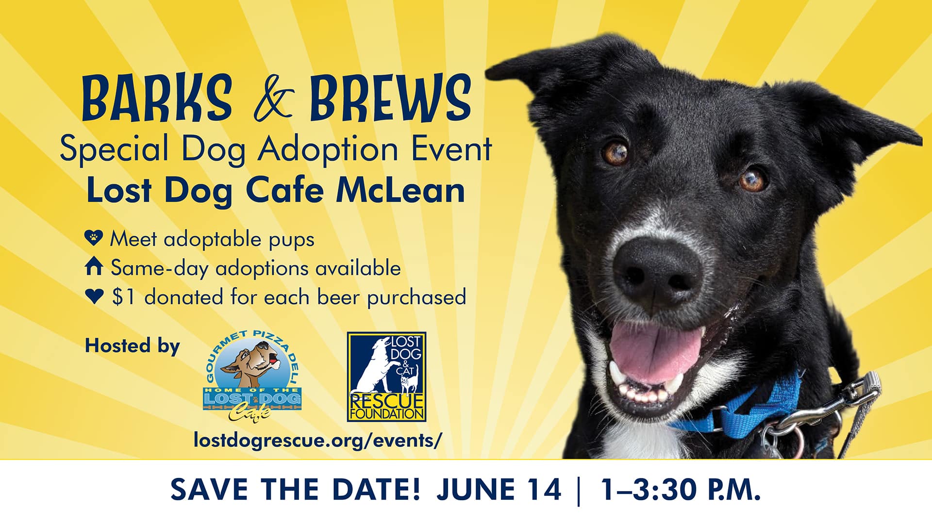 Lost Dog Rescue Adoption Event