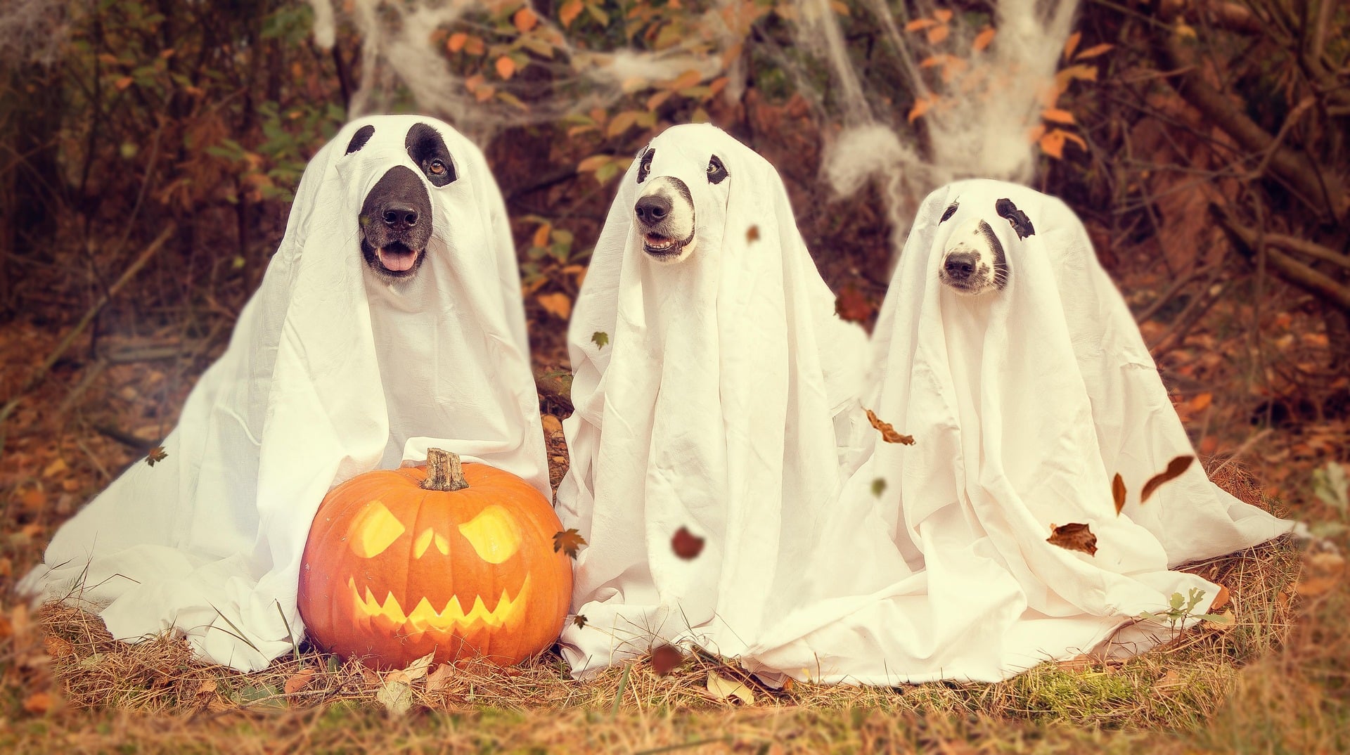 Dog-O-Ween Halloween Festival