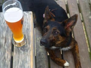 Dogtoberfest